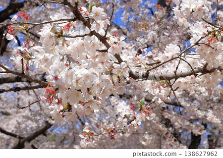 Omiya Park: Cherry blossoms in full bloom Omiya Park: Cherry blossoms in full bloom 138627962