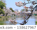 Omiya Park: Cherry blossoms in full bloom 138627967