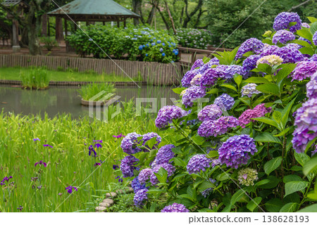 Hydrangeas at the Jōnoike Pond in Izumo Taisha Shrine Hydrangeas at the Jōnoike Pond in Izumo Taisha Shrine 138628193