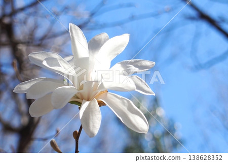 White flowers of Magnolia kobus (also known as Star Magnolia) stand out against the blue sky. White flowers of Magnolia kobus (also known as Star Magnolia) stand out against the blue sky. 138628352