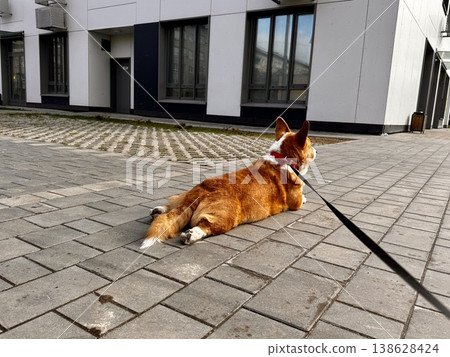 Happy ginger Welsh corgi in overalls on a walk 138628424