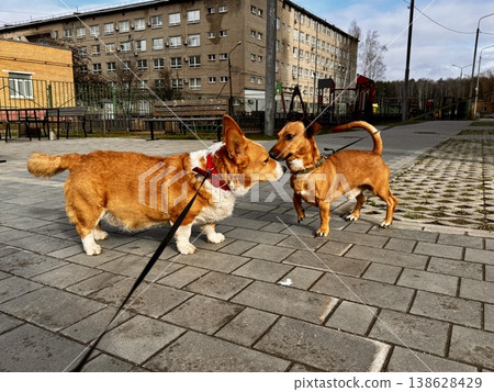 Happy ginger Welsh corgi in overalls on a walk Happy ginger Welsh corgi in overalls on a walk 138628429