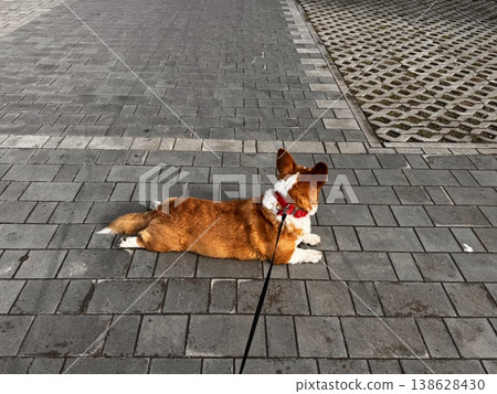 Happy ginger Welsh corgi in overalls on a walk Happy ginger Welsh corgi in overalls on a walk 138628430