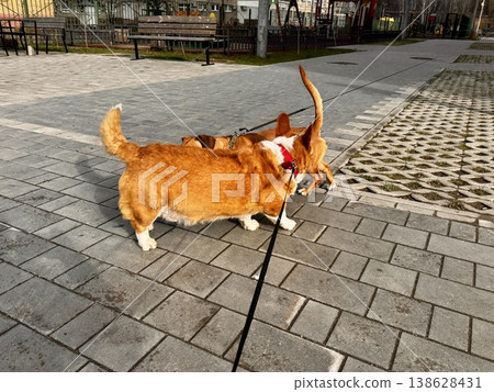 Happy ginger Welsh corgi in overalls on a walk Happy ginger Welsh corgi in overalls on a walk 138628431