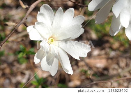 White flowers of Magnolia stellata (also known as Magnolia kobus) White flowers of Magnolia stellata (also known as Magnolia kobus) 138628492