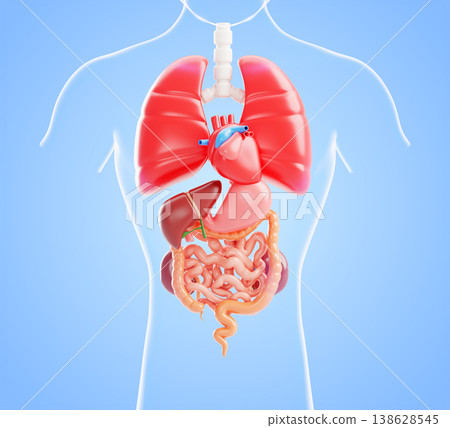 3D human body internal organs anatomy model - thyroid, heart, lungs, stomach, liver, kidneys, intestines on blue render background. Thoracic and abdominal cavity for medical education. 3D illustration 138628545