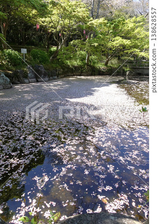 高濱市大山綠園的櫻花 138628557
