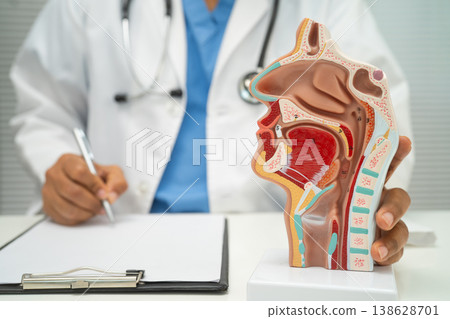 Asian doctor with nasal oral throat cavity neck human anatomy model for study diagnosis and treatment in hospital. 138628701