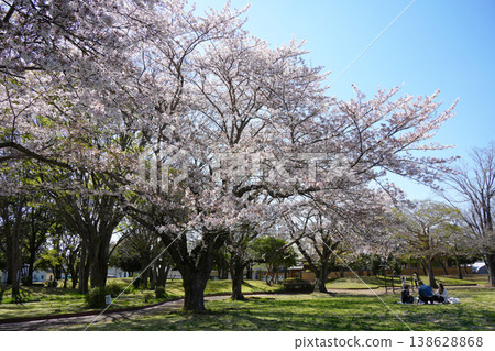 Cherry blossom park 138628868