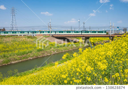 Rape blossoms blooming along the Higashi-Takasegawa River embankment in Fushimi Ward, Kyoto City 138628874