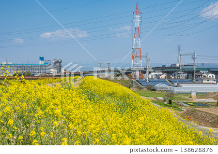 Rape blossoms blooming along the Higashi-Takasegawa River embankment in Fushimi Ward, Kyoto City Rape blossoms blooming along the Higashi-Takasegawa River embankment in Fushimi Ward, Kyoto City 138628876