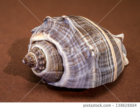 Crown Conch Melongena corona seashell aperture on brown background 138628884