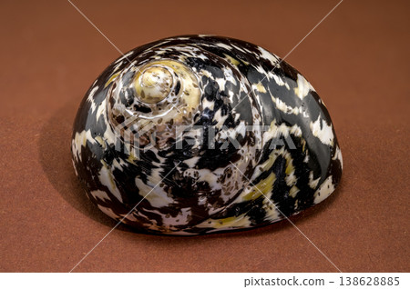 Polished black and white Nerite seashell on brown background Polished black and white Nerite seashell on brown background 138628885