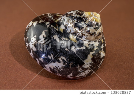 Polished black and white Nerite seashell on brown background 138628887