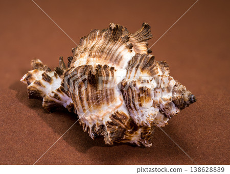 Endive Murex shell aperture Murex endivia on brown background Endive Murex shell aperture Murex endivia on brown background 138628889