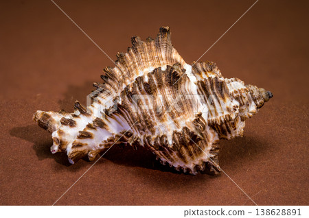 Endive Murex shell aperture Murex endivia on brown background Endive Murex shell aperture Murex endivia on brown background 138628891