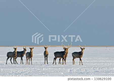 Yezo deer on the ice field 138629100