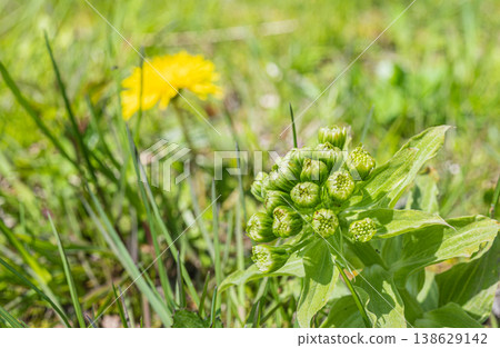 宣告春天到來的野菜蜂斗菜 138629142