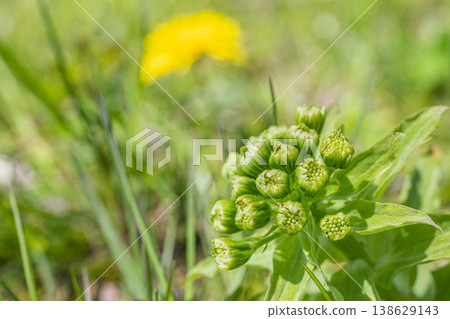 Wild vegetable butterbur that announces the arrival of spring 138629143