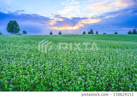 The rays of the rising sun piercing through the buckwheat fields shrouded in morning mist: A fantastical dawn on the Yamamotoyama Plateau. The rays of the rising sun piercing through the buckwheat fields shrouded in morning mist: A fantastical dawn on the Yamamotoyama Plateau. 138629151