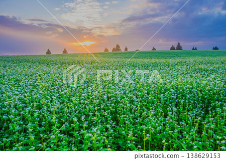 The rays of the rising sun piercing through the buckwheat fields shrouded in morning mist: A fantastical dawn on the Yamamotoyama Plateau. 138629153