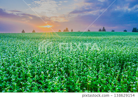 The rays of the rising sun piercing through the buckwheat fields shrouded in morning mist: A fantastical dawn on the Yamamotoyama Plateau. The rays of the rising sun piercing through the buckwheat fields shrouded in morning mist: A fantastical dawn on the Yamamotoyama Plateau. 138629154