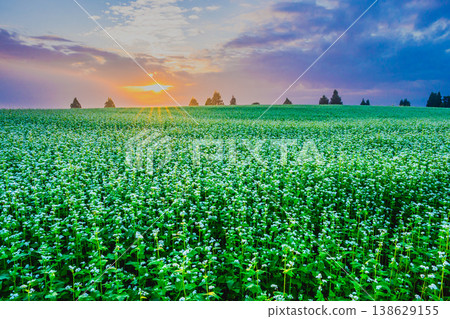 The rays of the rising sun piercing through the buckwheat fields shrouded in morning mist: A fantastical dawn on the Yamamotoyama Plateau. The rays of the rising sun piercing through the buckwheat fields shrouded in morning mist: A fantastical dawn on the Yamamotoyama Plateau. 138629155
