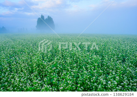 The buckwheat fields of Yamamotoyama Plateau are shrouded in morning mist, creating a fantastical autumn landscape with white flowers in full bloom. The buckwheat fields of Yamamotoyama Plateau are shrouded in morning mist, creating a fantastical autumn landscape with white flowers in full bloom. 138629184