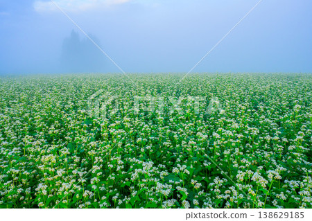 The buckwheat fields of Yamamotoyama Plateau are shrouded in morning mist, creating a fantastical autumn landscape with white flowers in full bloom. The buckwheat fields of Yamamotoyama Plateau are shrouded in morning mist, creating a fantastical autumn landscape with white flowers in full bloom. 138629185