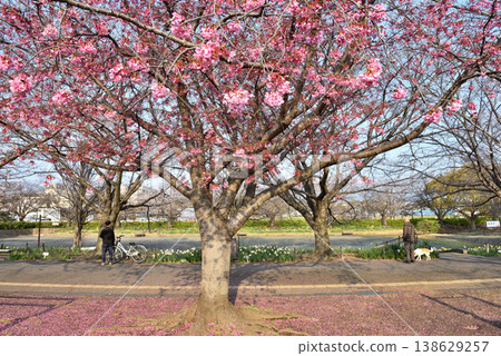 People strolling near the early-blooming Yoko cherry blossoms, about half of which have fallen in the park. People strolling near the early-blooming Yoko cherry blossoms, about half of which have fallen in the park. 138629257