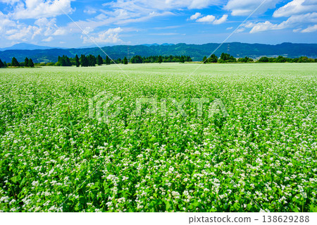 A clear autumn sky and a field of buckwheat in full bloom: A spectacular view of Echigo from Yamamotoyama Plateau. A clear autumn sky and a field of buckwheat in full bloom: A spectacular view of Echigo from Yamamotoyama Plateau. 138629288
