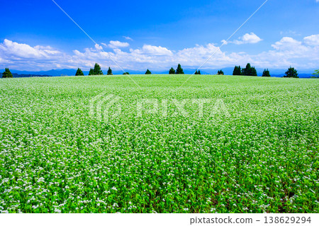 A clear autumn sky and a field of buckwheat in full bloom: A spectacular view of Echigo from Yamamotoyama Plateau. A clear autumn sky and a field of buckwheat in full bloom: A spectacular view of Echigo from Yamamotoyama Plateau. 138629294