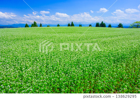 A clear autumn sky and a field of buckwheat in full bloom: A spectacular view of Echigo from Yamamotoyama Plateau. 138629295