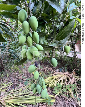 Close up of bunch green raw green mangoe fruits of the new season and green leaves on tree in the garden, Mango plantation Close up of bunch green raw green mangoe fruits of the new season and green leaves on tree in the garden, Mango plantation 138629299