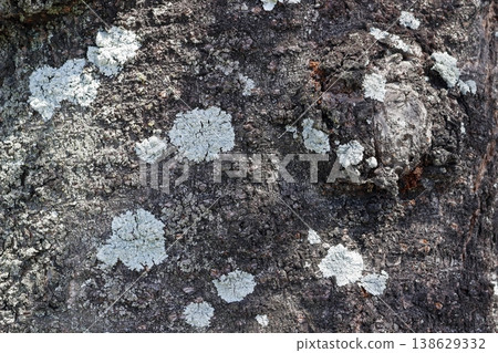 The bark of a cherry tree trunk 138629332