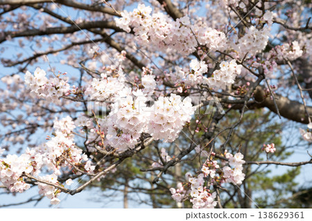Cherry blossoms in full bloom Cherry blossoms in full bloom 138629361