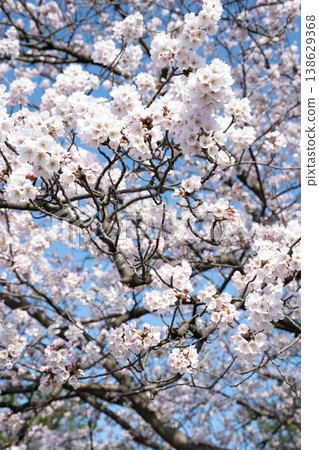 Cherry blossoms in full bloom 138629368