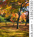 Maple trees with red and green leaves on a sunny day 138629380