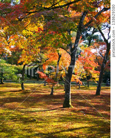 Maple trees with red and green leaves on a sunny day Maple trees with red and green leaves on a sunny day 138629380