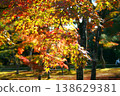 The leaves of the autumn foliage, illuminated by the sun, have turned red and yellow. 138629381