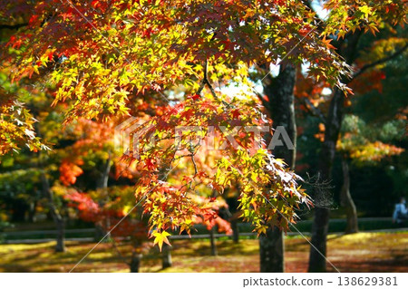 The leaves of the autumn foliage, illuminated by the sun, have turned red and yellow. The leaves of the autumn foliage, illuminated by the sun, have turned red and yellow. 138629381