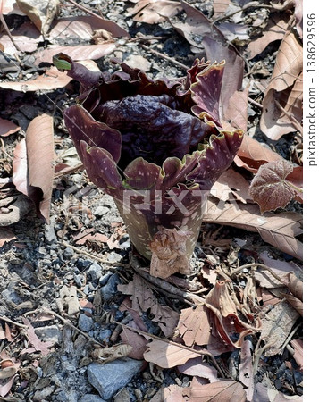 Stanley's water-tub, Elephant yam flower on the ground in the forest, Thailand, A close-up view of the Whitespot Giant Arum (Amorphophallus paeoniifolius) after blooming, is a plant native to Southeas 138629596