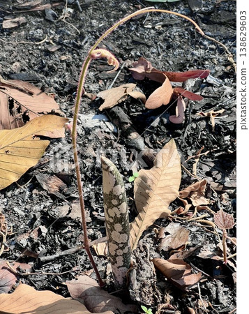 Stanley's water-tub, Elephant yam flower on the ground in the forest, Thailand, A close-up view of the Whitespot Giant Arum (Amorphophallus paeoniifolius) after blooming, is a plant native to Southeas Stanley's water-tub, Elephant yam flower on the ground in the forest, Thailand, A close-up view of the Whitespot Giant Arum (Amorphophallus paeoniifolius) after blooming, is a plant native to Southeas 138629603