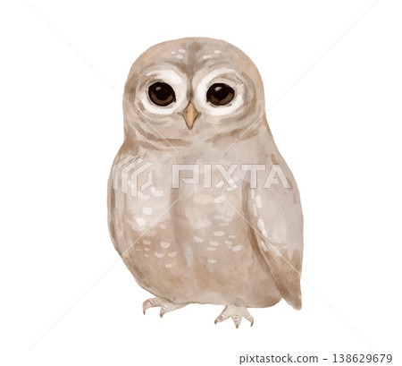 Barn owl watercolor painting for wildlife enthusiasts, children's books, or forest animal illustration collections. Woodland bird 138629679