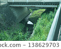 A small forest beneath the bridge 138629703