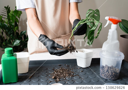 Holding a plant cutting to assess its root development. Holding a plant cutting to assess its root development. 138629826
