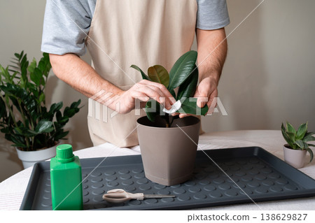 Maintaining plant health by cleaning the foliage of an indoor rubber plant. Maintaining plant health by cleaning the foliage of an indoor rubber plant. 138629827