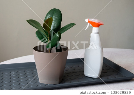 A healthy rubber plant sitting on a potting mat next to watering spray bottles. A healthy rubber plant sitting on a potting mat next to watering spray bottles. 138629829