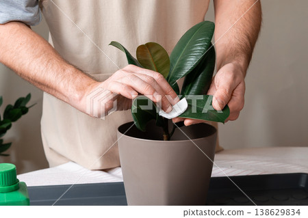 Close up of hands gently cleaning the leaves of a ficus elastica houseplant. Close up of hands gently cleaning the leaves of a ficus elastica houseplant. 138629834