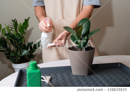 Person spraying water on the leaves of a rubber plant for indoor humidity. 138629835